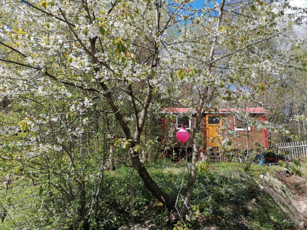 Villa Viriditas Elbingerode  Εξωτερικό φωτογραφία
